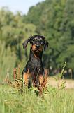 DOBERMANN 028